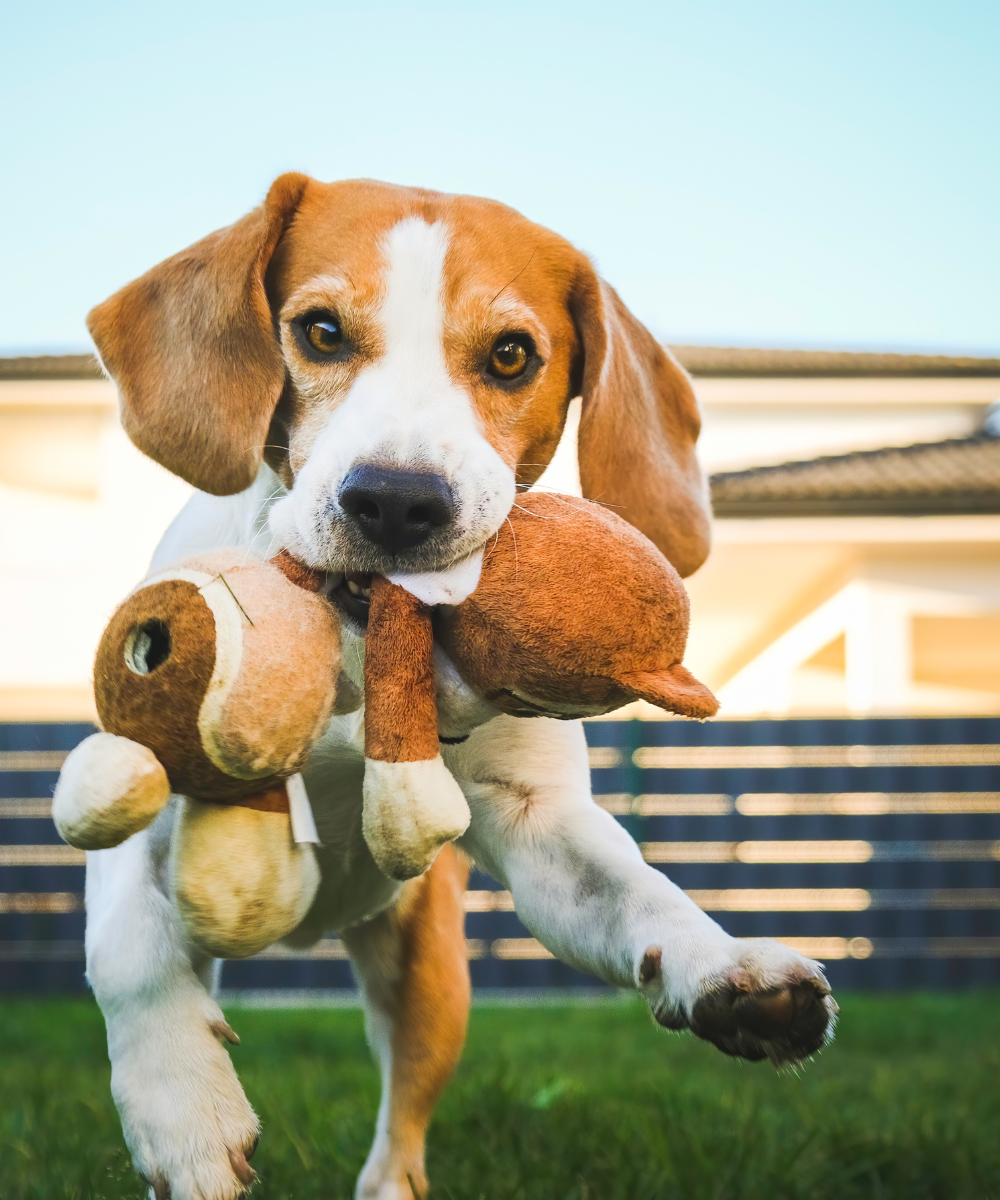 Toys & Puzzle Feeders