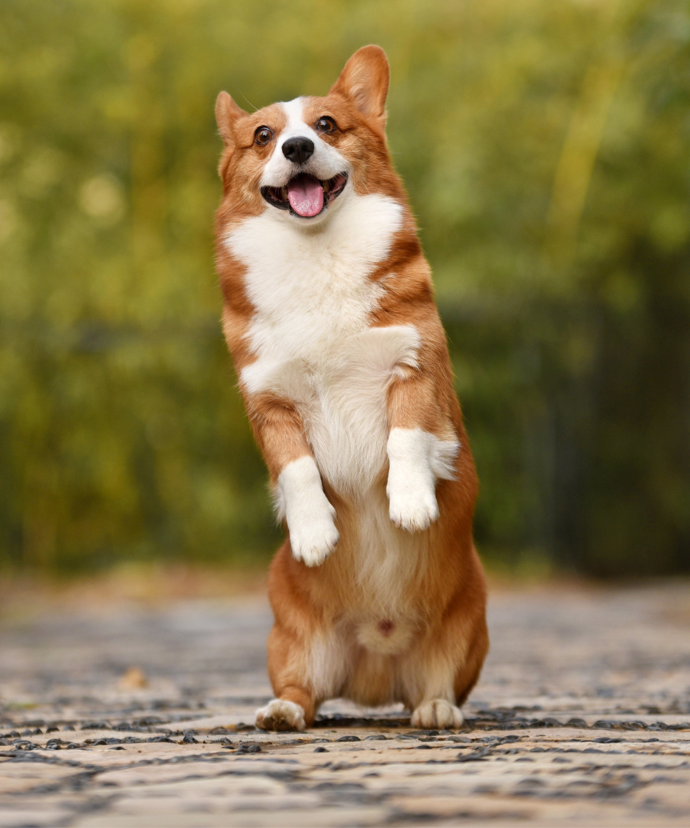 High-Quality & Natural Pet Treats