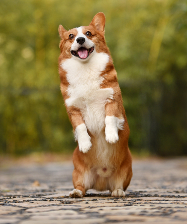 High-Quality & Natural Pet Treats