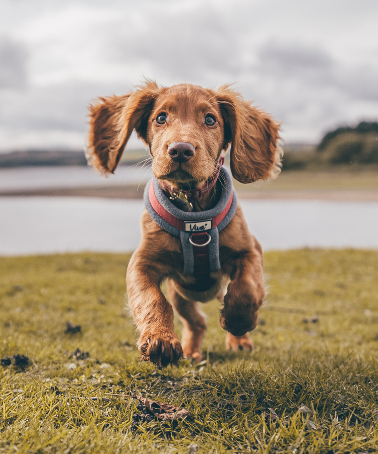 Stylish & Functional Pet Accessories