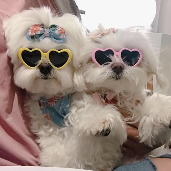 Pet Fashion Sunglasses