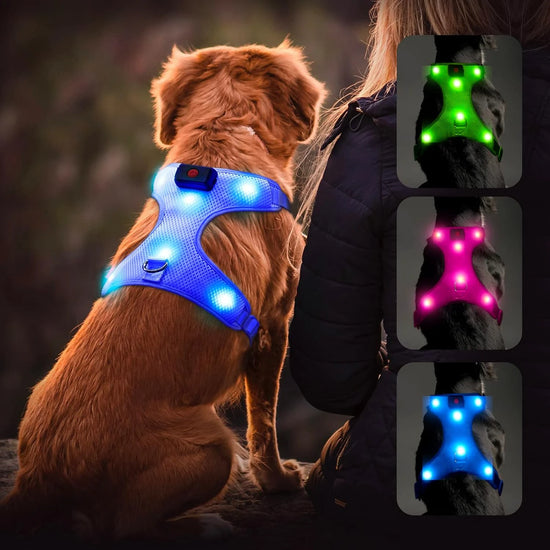 Illuminated Reflective LED Dog Harness