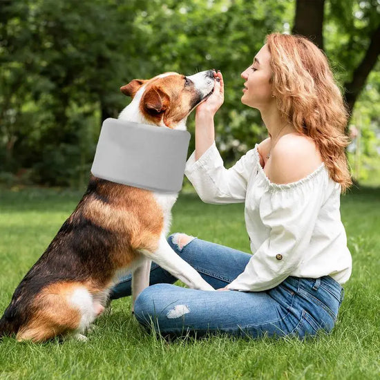 Adjustable Recovery Collar for Dogs